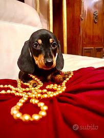 Bassotti Kaninchen/Nano - Pedigree ENCI