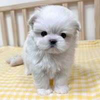 Cucciolo di maltese con pedigree