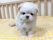 Cucciolo di maltese con pedigree