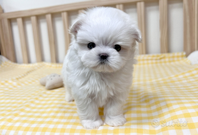Cucciolo di maltese con pedigree