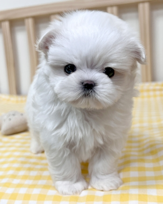Cucciolo di maltese con pedigree