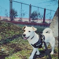 Jack Russell Terrier monta