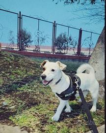 Jack Russell Terrier monta