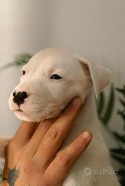 Prenotazioni cuccioli dogo argentino