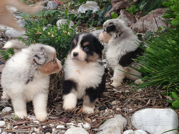 Pastore australiano con pedigree enci