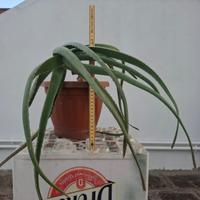 Pianta di Aloe Vera di medie dimensioni