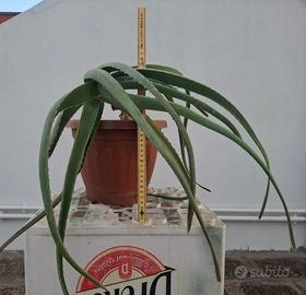 Pianta di Aloe Vera di medie dimensioni