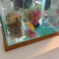 Acquario + pesciolino rosso