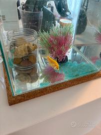 Acquario + pesciolino rosso