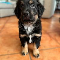 Cuccioli Incrocio pastore australiano/labrador