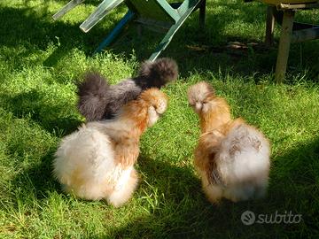Galline ornamentali razza Moroseta