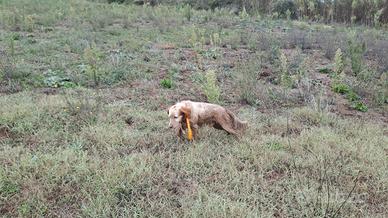 Setter inglese