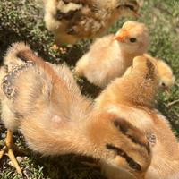 Pulcini gallina ovaiola