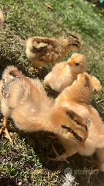 Pulcini gallina ovaiola