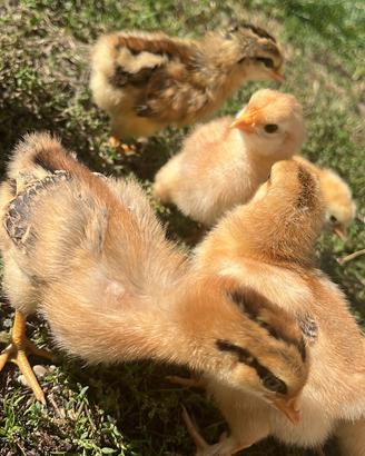 Pulcini gallina ovaiola