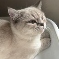 Gatta British Shorthair per accoppiamento