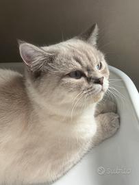 Gatta British Shorthair per accoppiamento