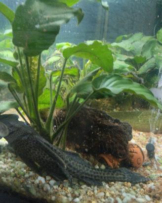 Acquario