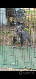 Bulldog francese cucciola