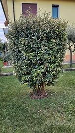 pianta di eleagnus