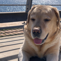 Labrador Maschio con Pedigree disponibile monta