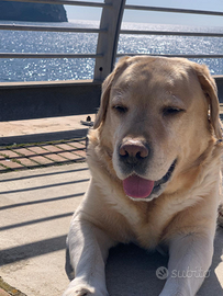 Labrador Maschio con Pedigree disponibile monta