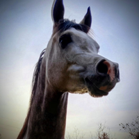 Cavallo Stalloncino arabo