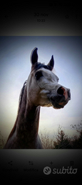 Cavallo Stalloncino arabo