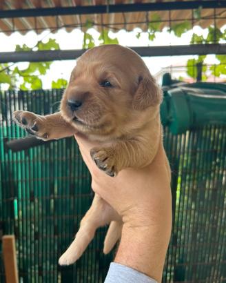 Cuccioli di Golden Retriever con pedigree ENCI