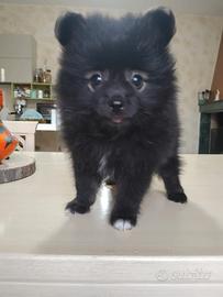 Spitz tedesco Toy black