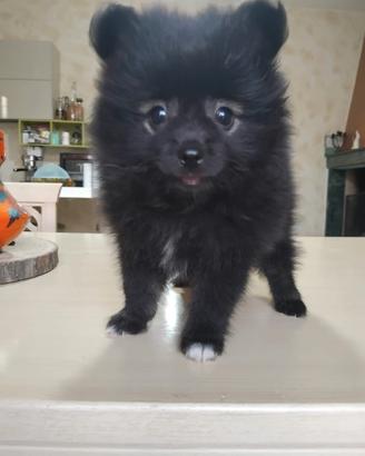 Spitz tedesco Toy black