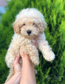 Cucciolo di barboncino