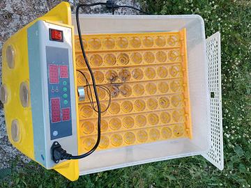 utilincubatrice pe uova galline  oca tacchino