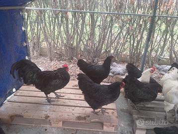 Australorp