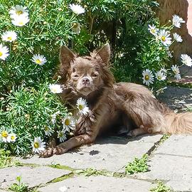Chihuahuha lilac pelo lungo 3 anni