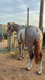 Puledro Pearcheron Originale