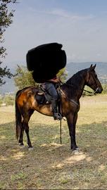 Cavallo maremmano