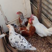 Galli e galline marans