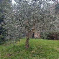 piante di olivo