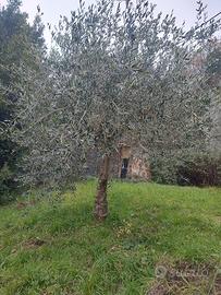 piante di olivo
