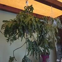 grande felce canguro