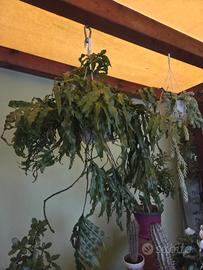 grande felce canguro