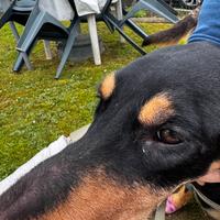 Cucciolo di segugio italiano