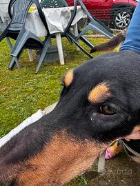 Cucciolo di segugio italiano