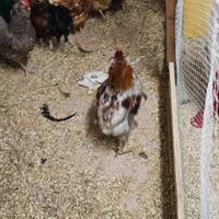 Gallo araucana e galine di diverse rase mature 10