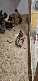 Gallo araucana e galine di diverse rase mature 10