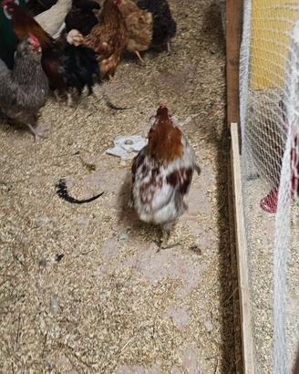 Gallo araucana e galine di diverse rase mature 10