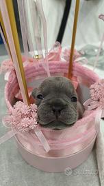 Bulldog