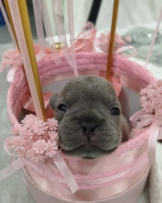 Bulldog