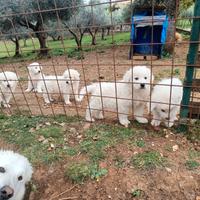 Cuccioli Pastore Maremmano Abruzzese